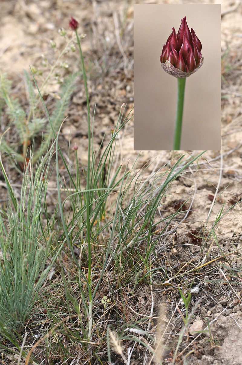 Allium inconspicuum photo 5