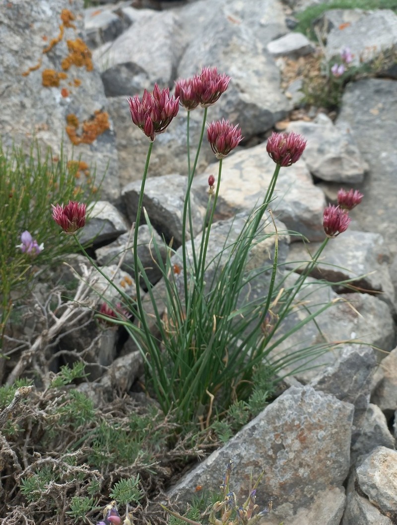 Allium inconspicuum photo 6