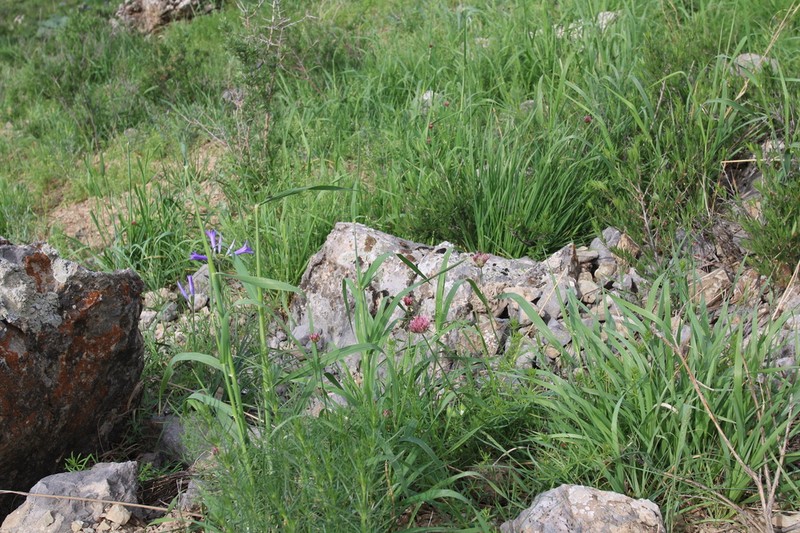 Allium inconspicuum photo 7
