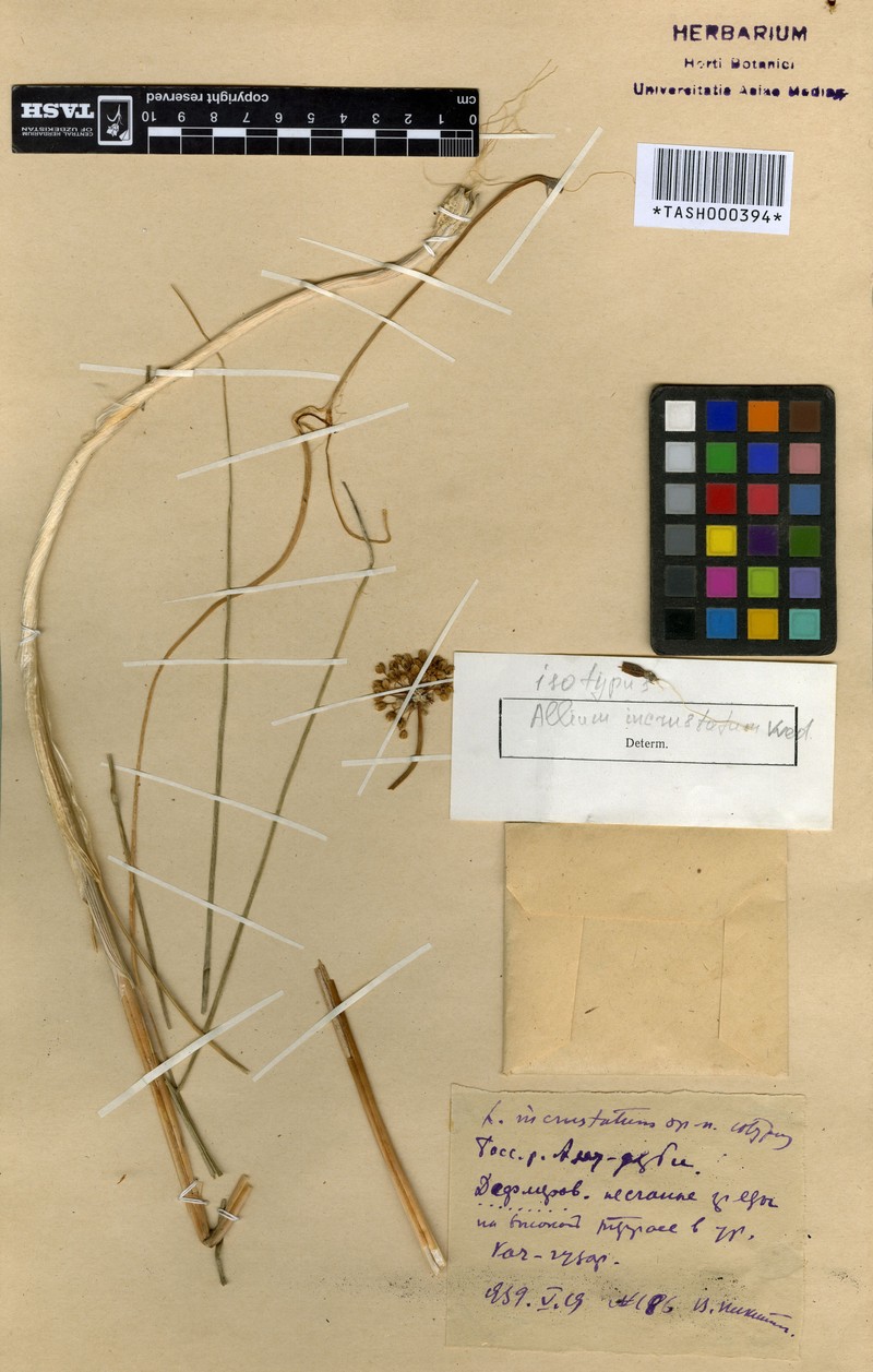 Allium incrustatum