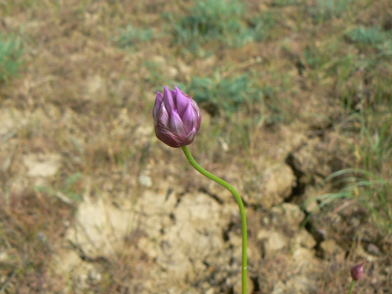 Allium inderiense