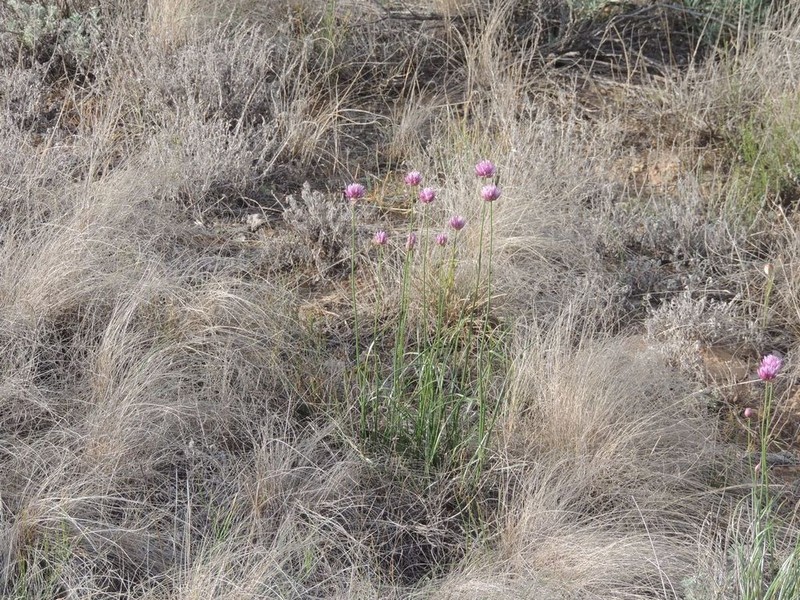 Allium inderiense photo 2