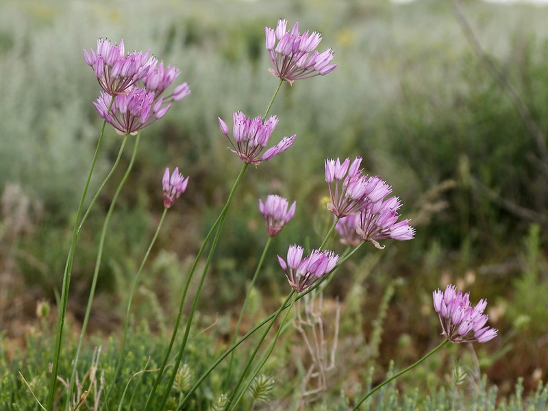 Allium inderiense photo 7