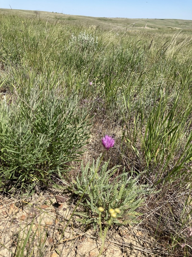 Allium inderiense photo 8