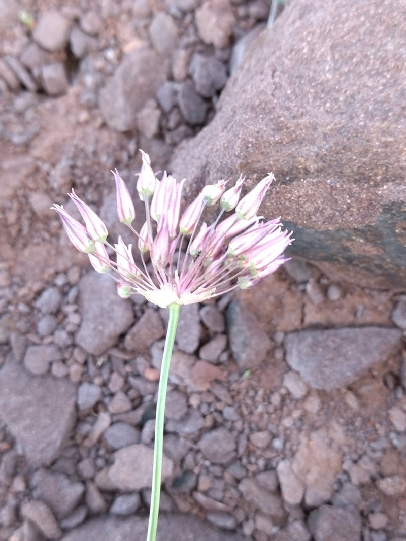Allium inops