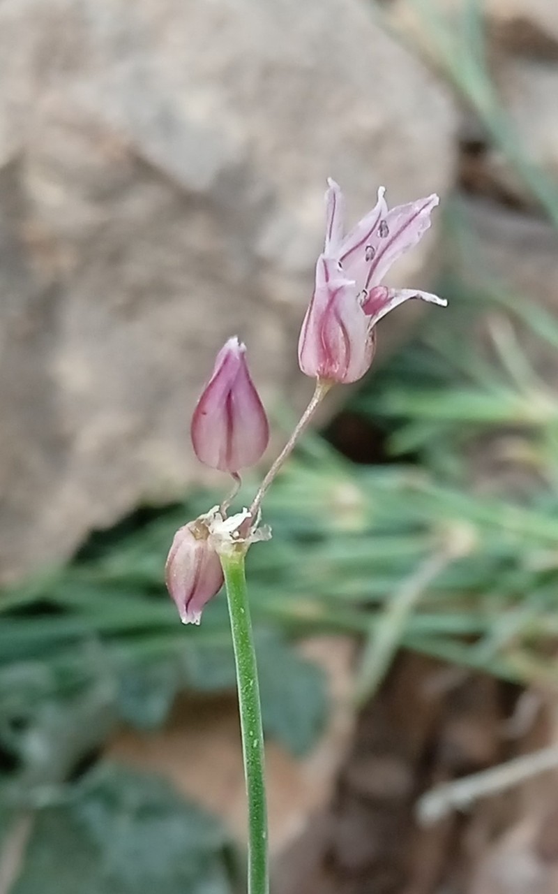 Allium inops photo 2