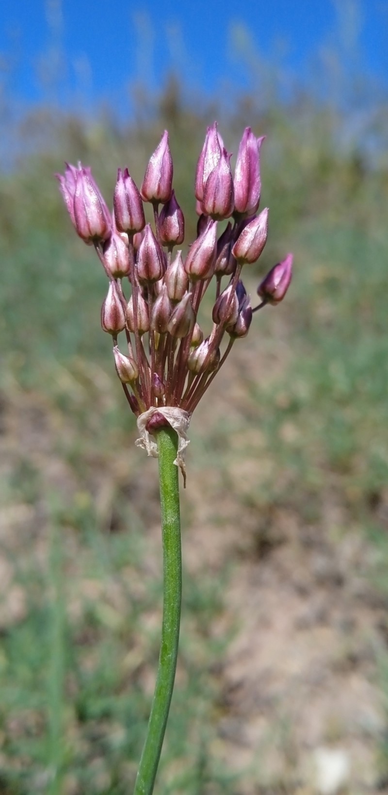 Allium inops photo 4