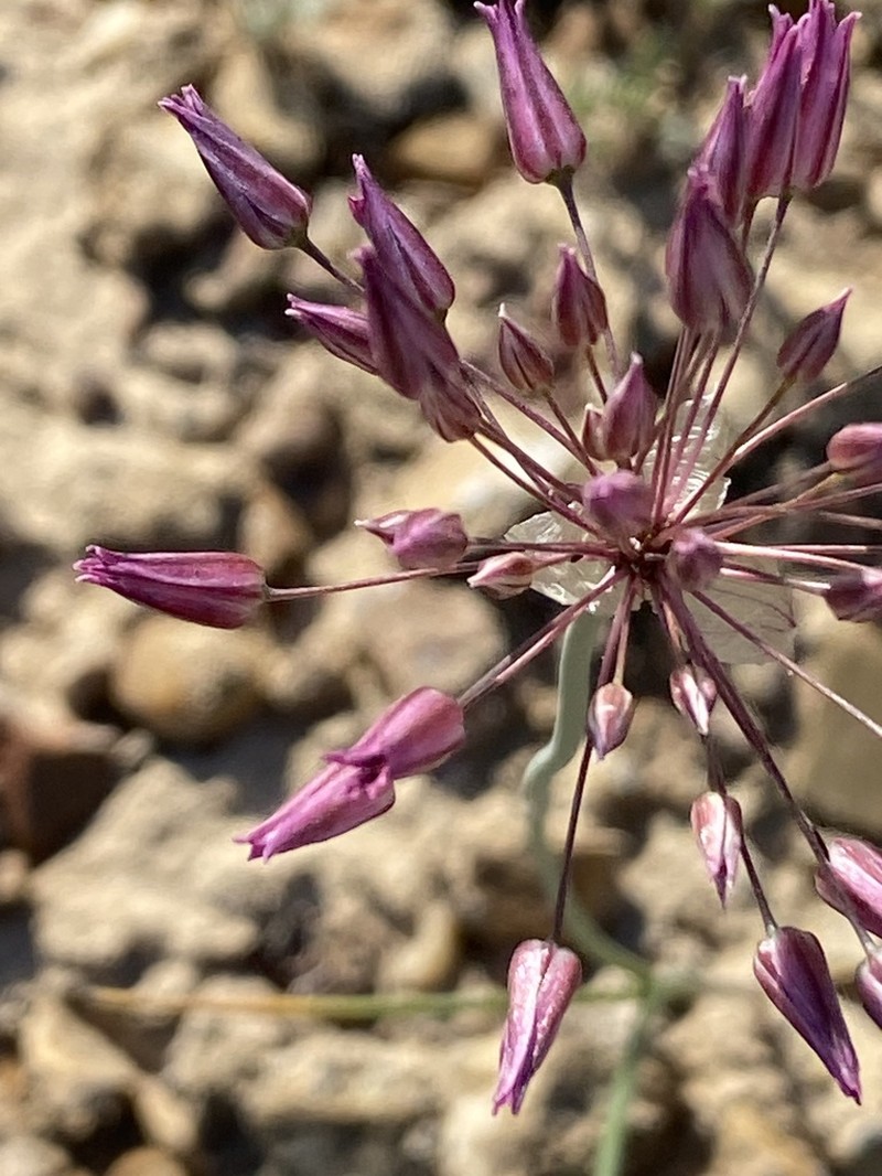 Allium inops photo 5