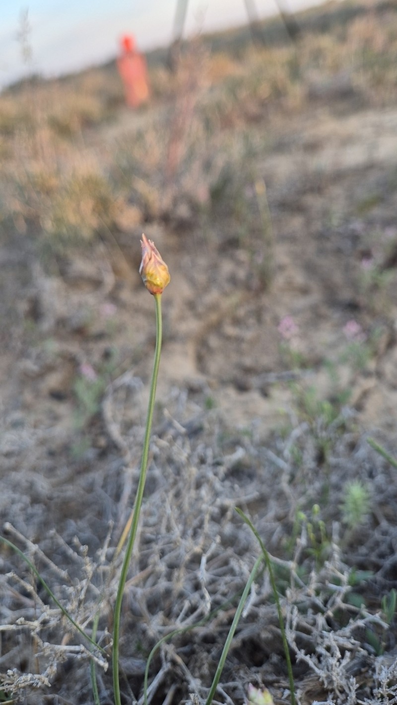 Allium inops photo 6