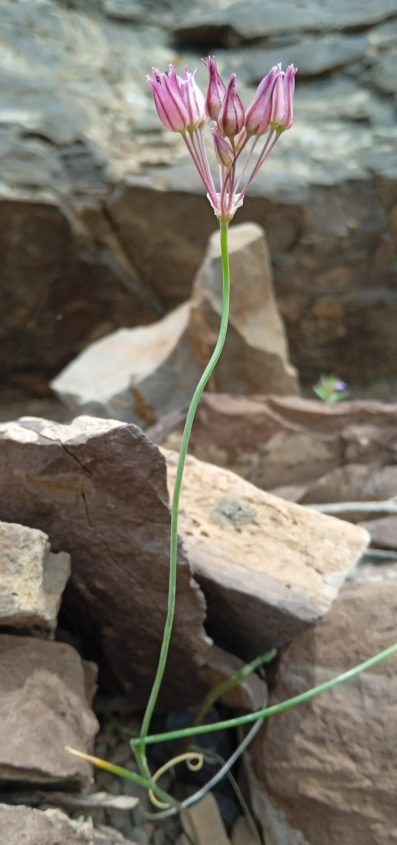 Allium inops photo 8