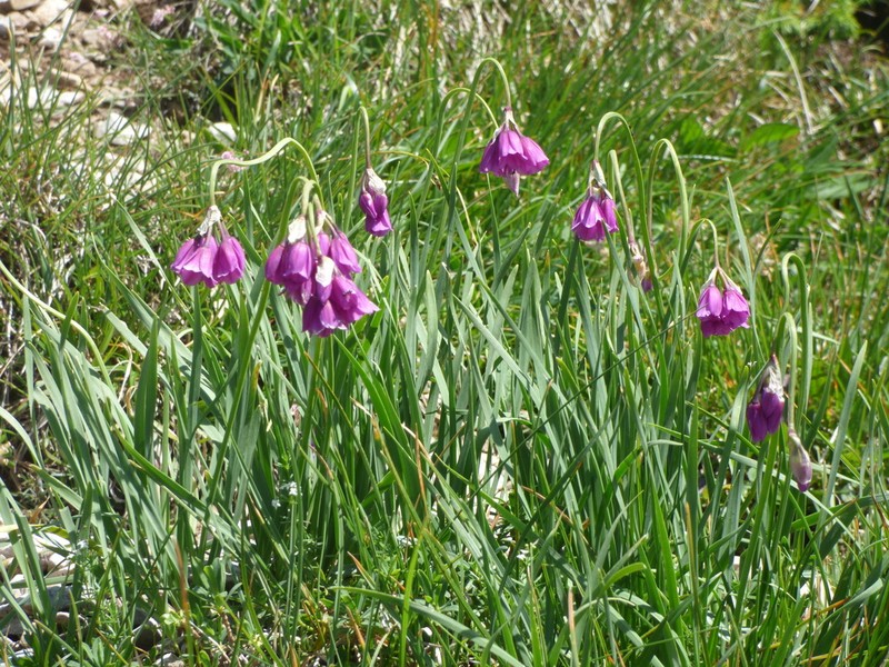 Allium insubricum photo 2