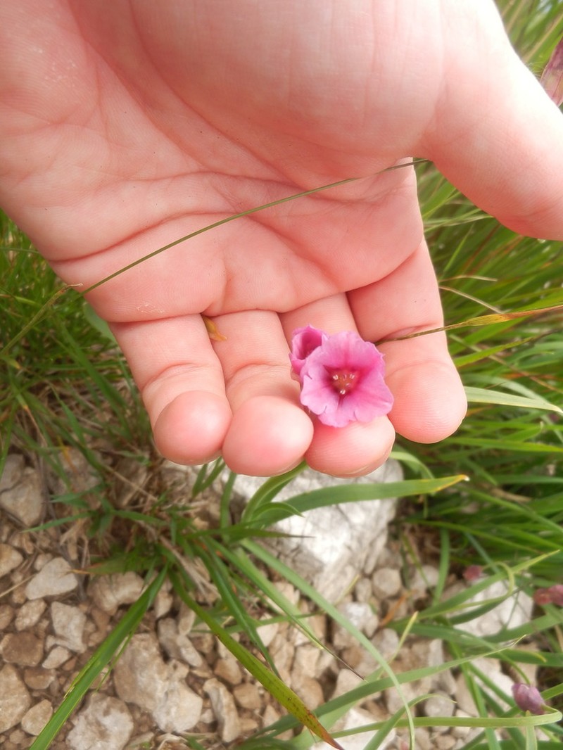 Allium insubricum photo 3