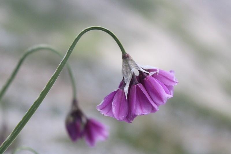 Allium insubricum photo 4