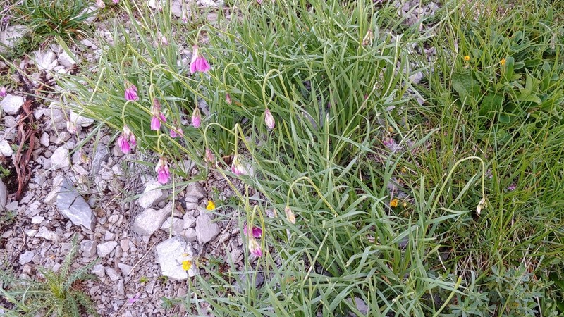 Allium insubricum photo 5