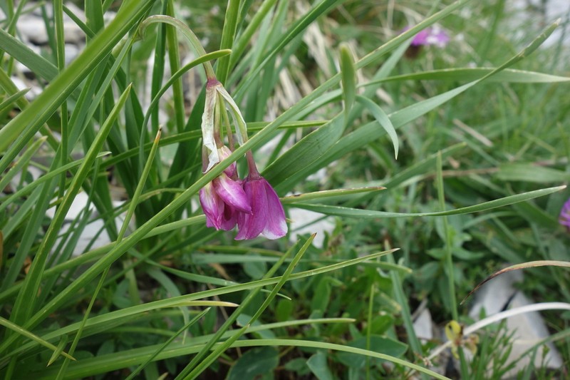 Allium insubricum photo 6