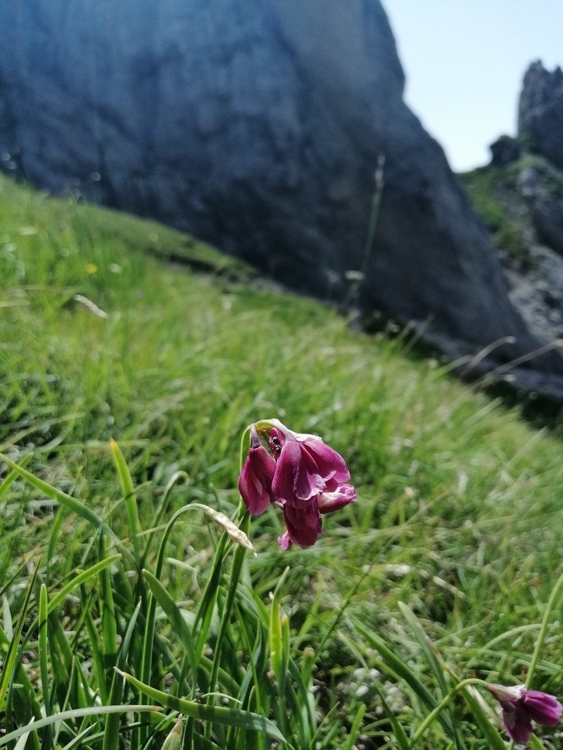 Allium insubricum photo 7