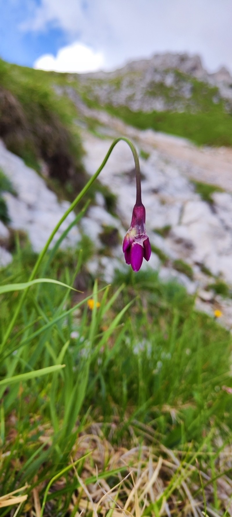 Allium insubricum photo 8