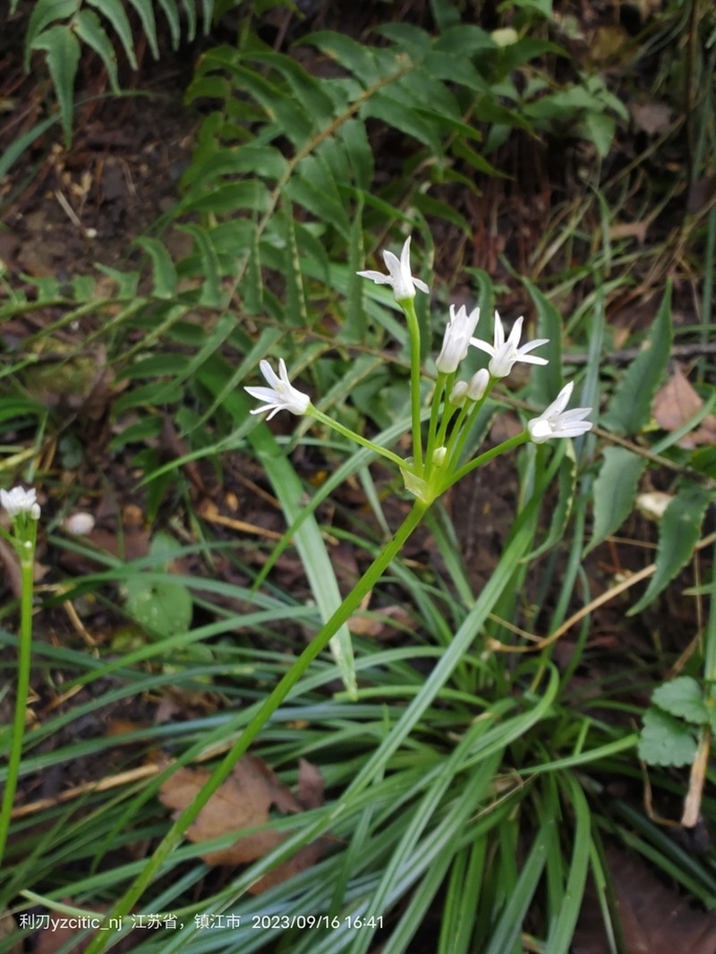 Allium inutile