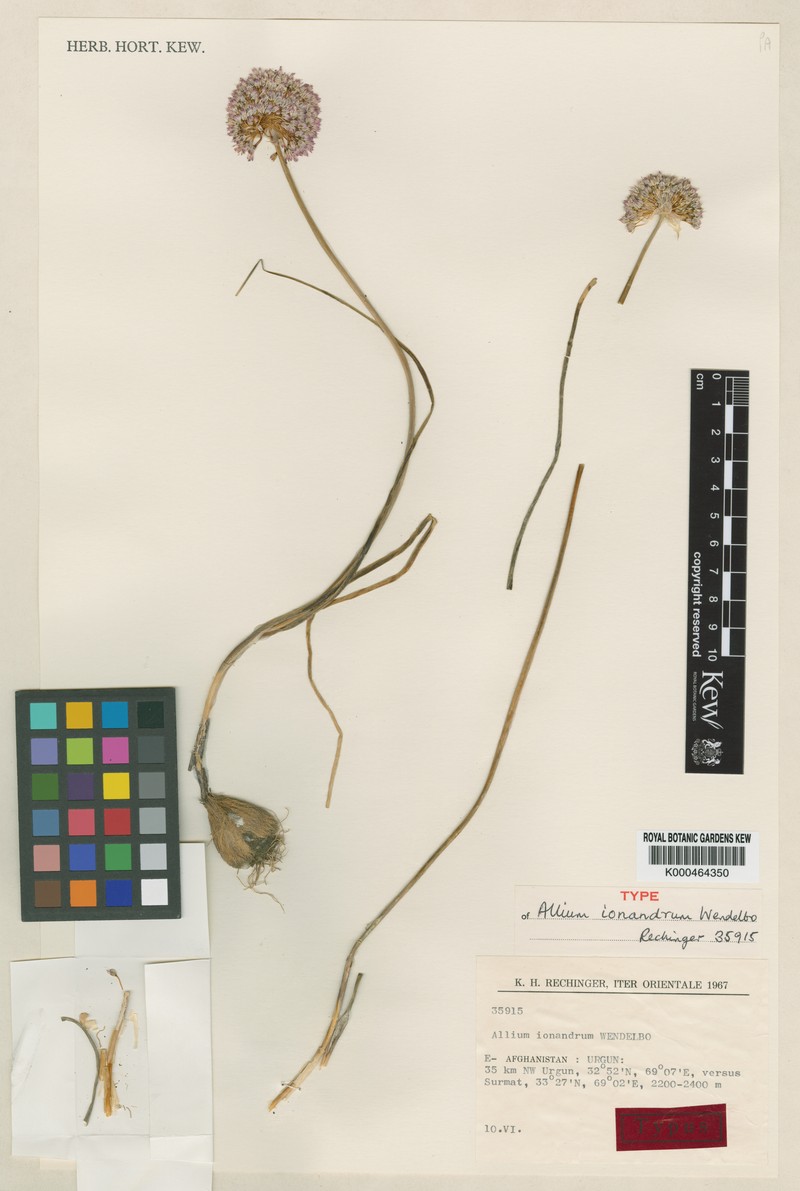 Allium ionandrum