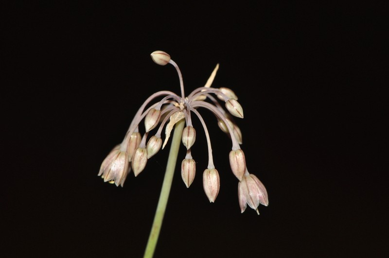 Allium ionicum photo 2
