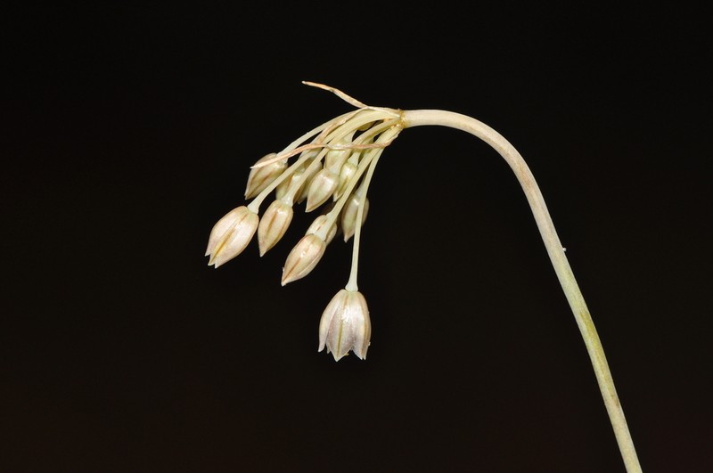 Allium ionicum photo 4