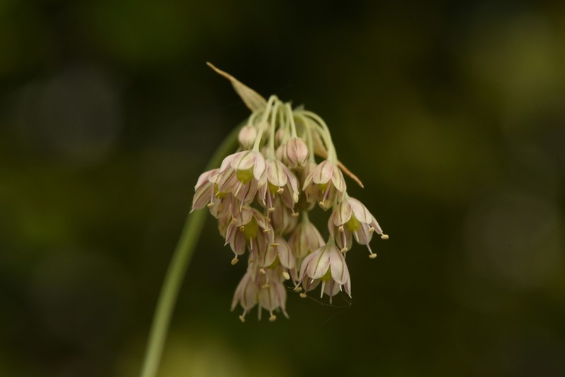 Allium ionicum photo 5
