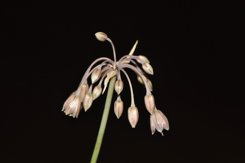Allium ionicum photo 6