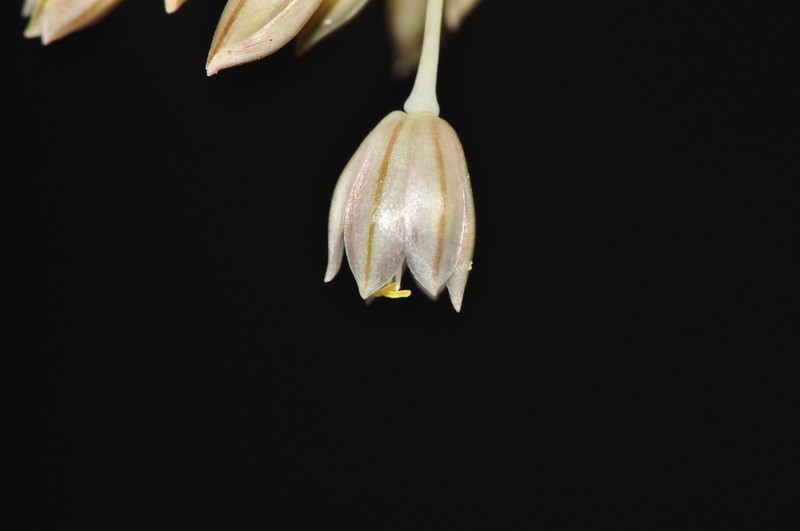 Allium ionicum photo 7