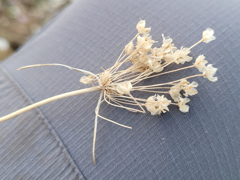 Allium ionicum photo 8