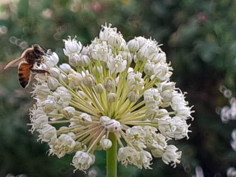 Allium iranicum