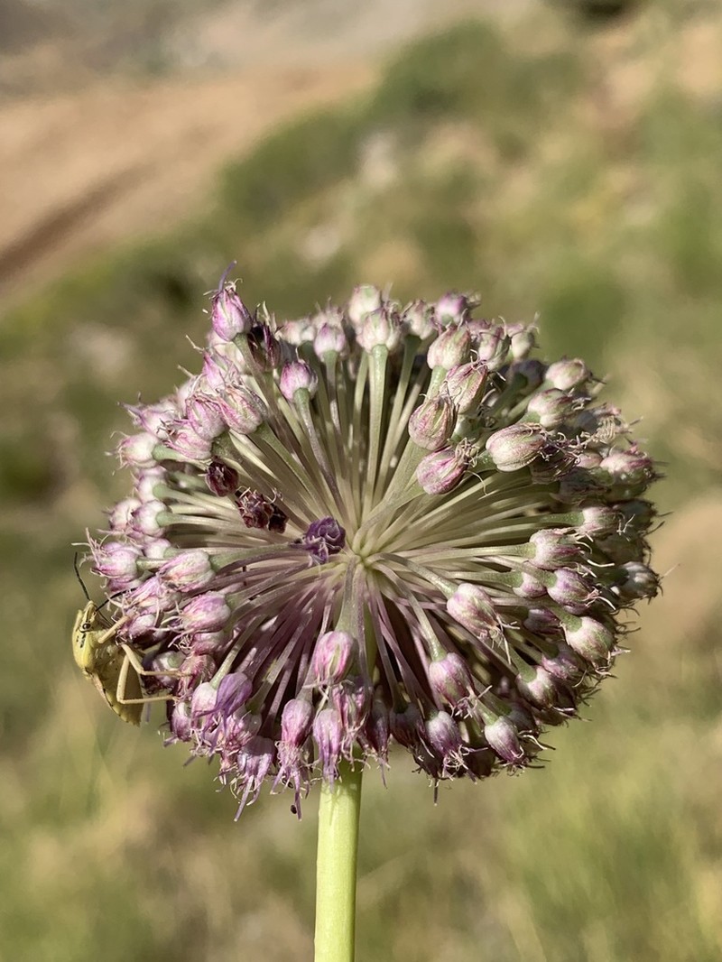 Allium iranicum photo 3