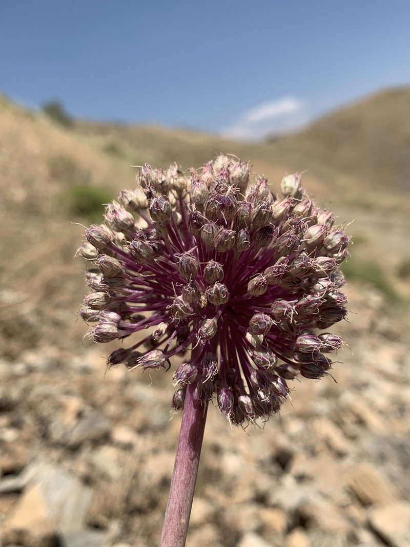 Allium iranicum photo 4