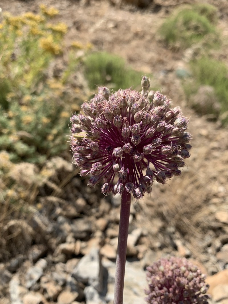 Allium iranicum photo 5