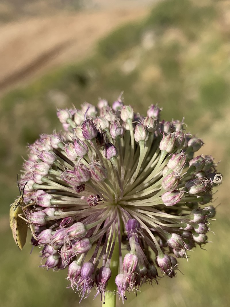 Allium iranicum photo 6