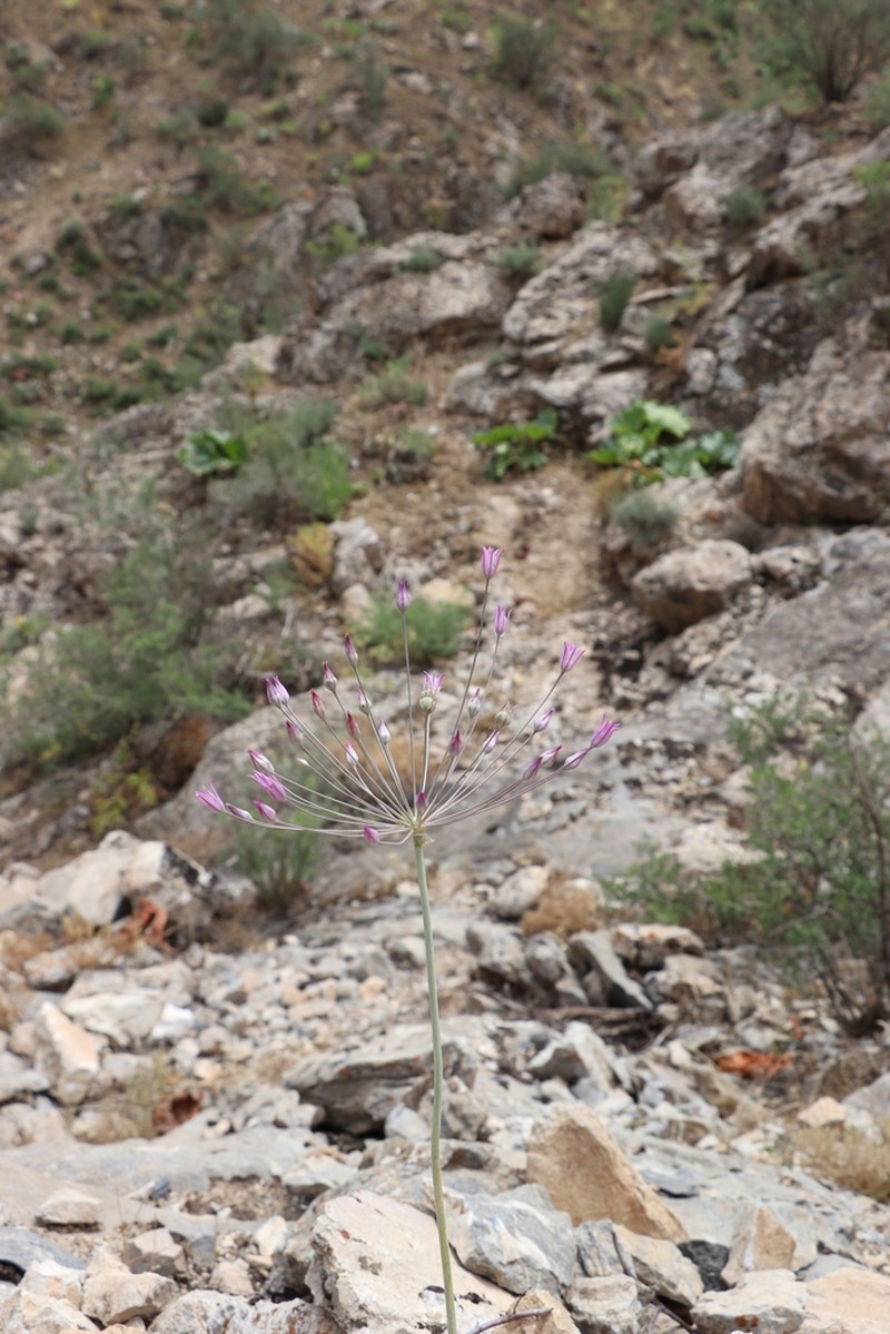 Allium isakulii
