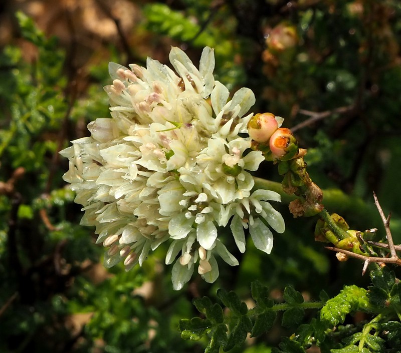 Allium israeliticum