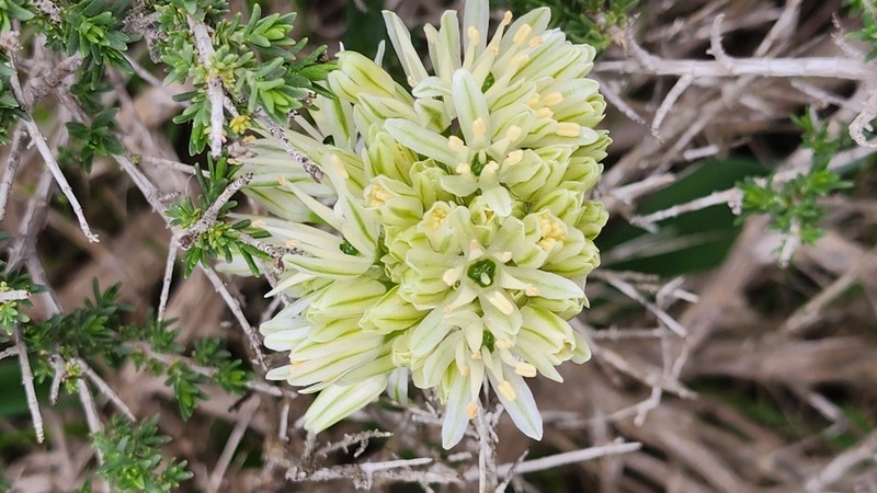 Allium israeliticum photo 2