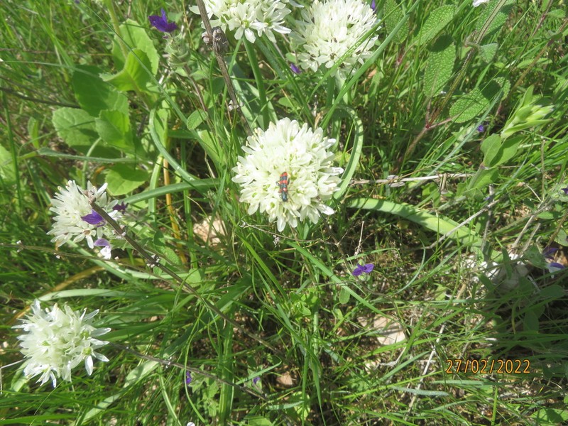 Allium israeliticum photo 3
