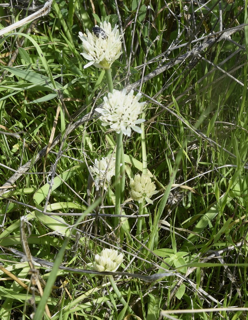 Allium israeliticum photo 4