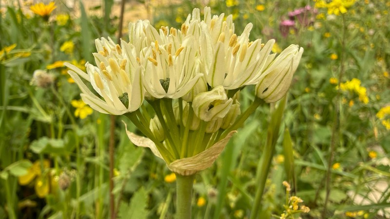 Allium israeliticum photo 5
