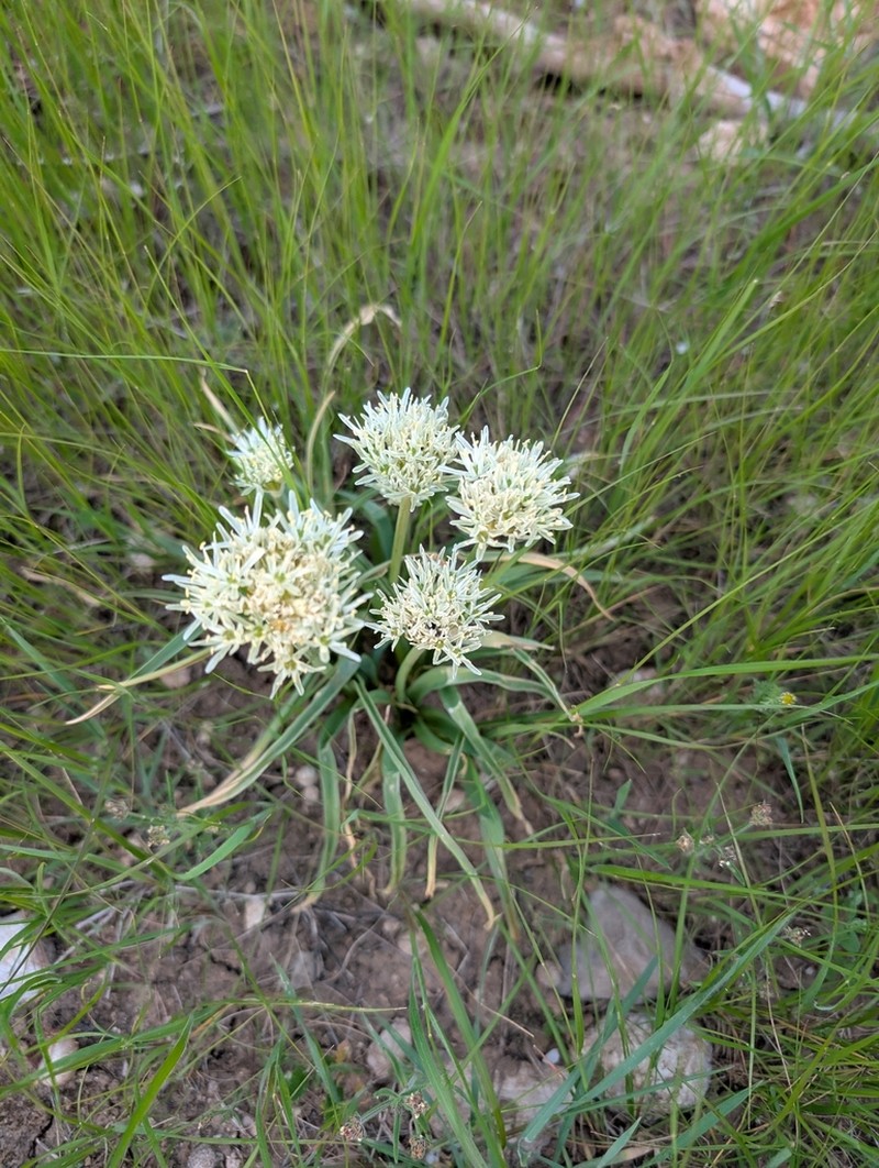 Allium israeliticum photo 6