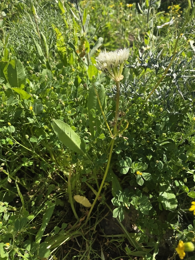 Allium israeliticum photo 7
