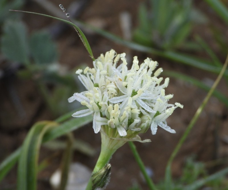 Allium israeliticum photo 8