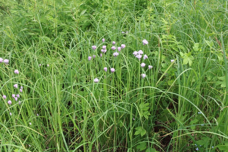 Allium ivasczenkoae