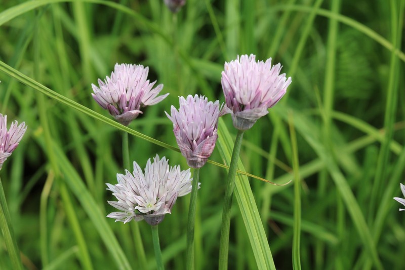 Allium ivasczenkoae photo 3