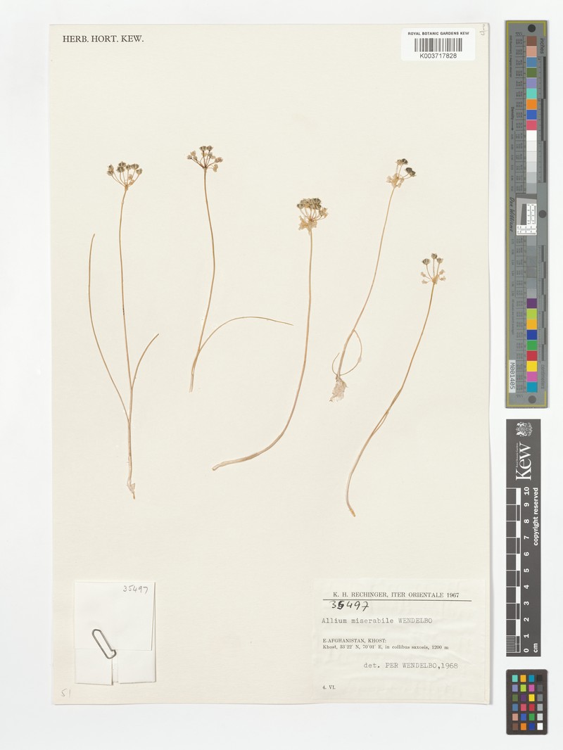 Allium jacquemontii