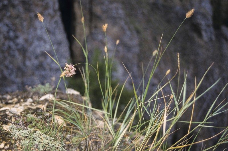 Allium jakuticum