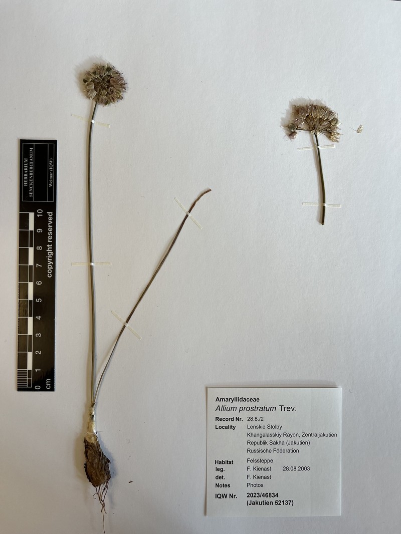 Allium jakuticum photo 2