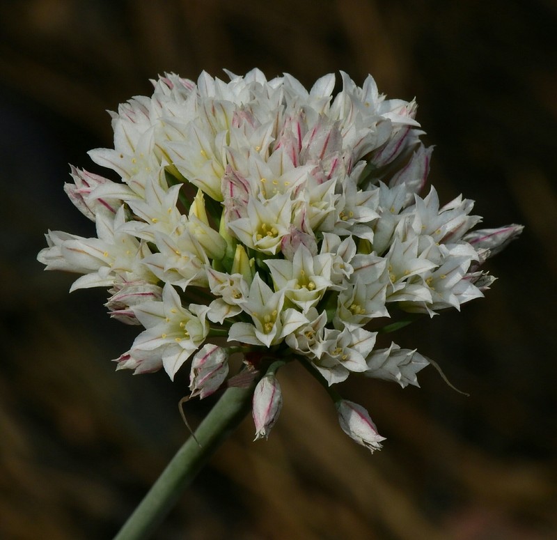 Jepson's Onion photo 5