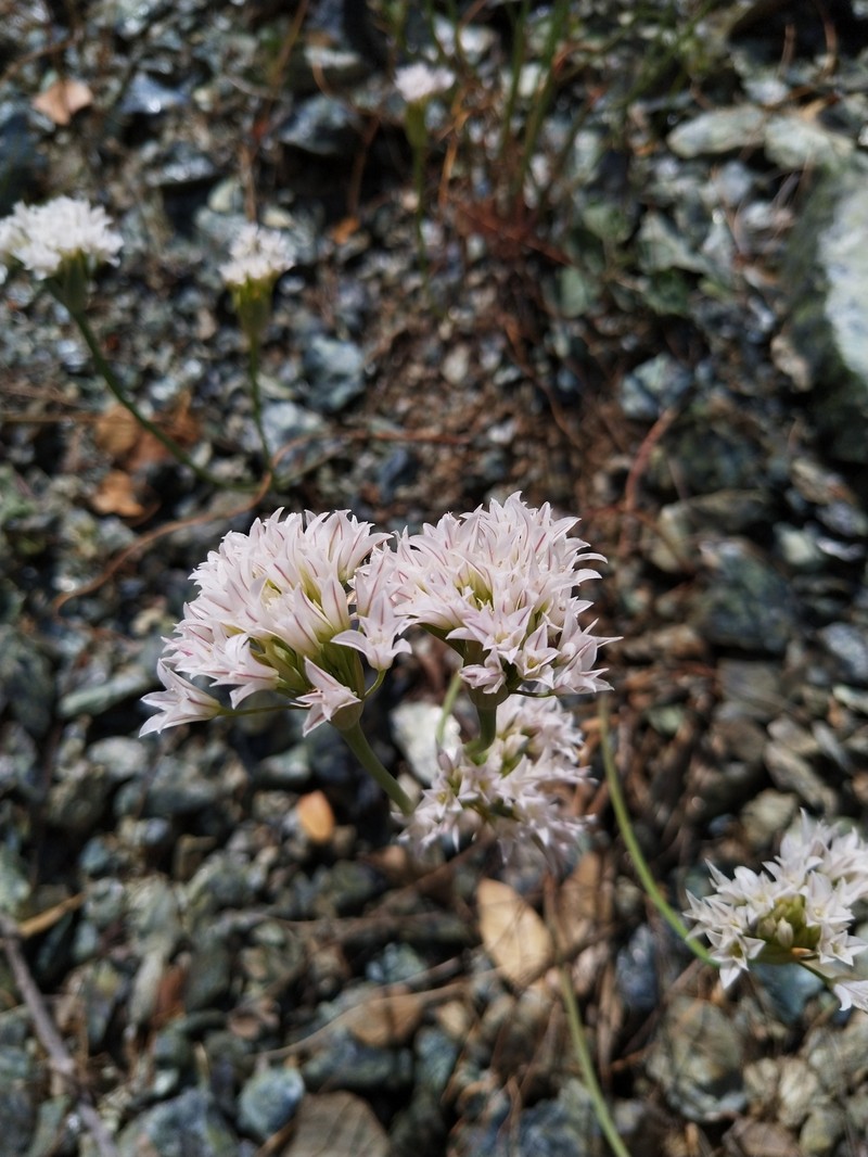 Jepson's Onion photo 7
